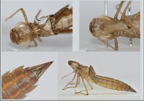 Anax sp.